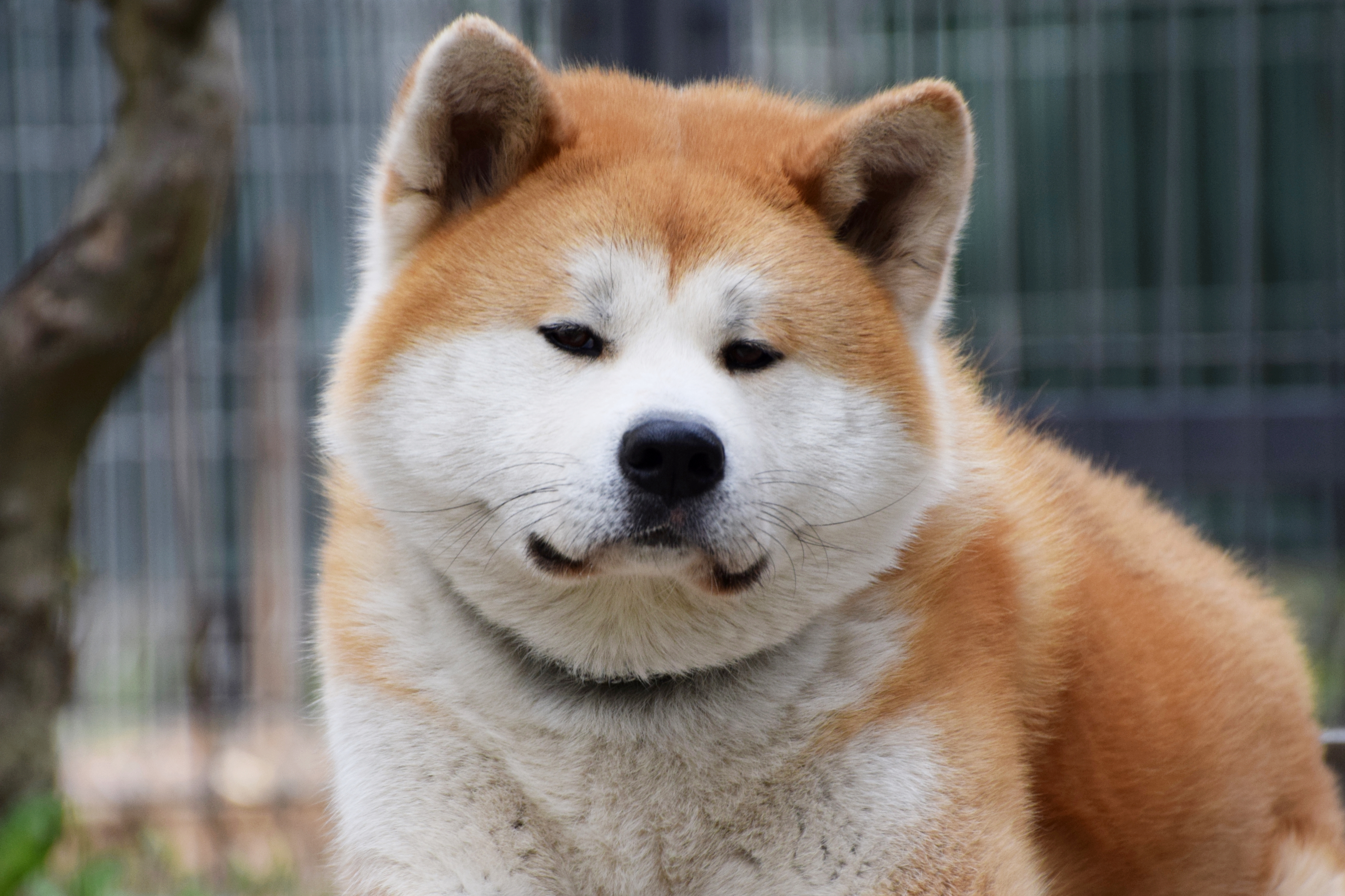 Акито Собака Фото Японская